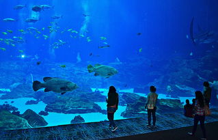 揭秘上海海洋水族馆门票攻略，千团大战一触即发！带你领略海洋奇观，亲子游必去之处！