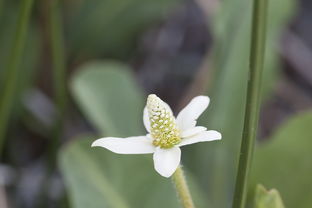 探秘京城花海，北京鲜花港的四季之恋