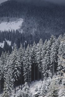 滑向冬日仙境，探索雪世界滑雪场的冰雪冒险旅程
