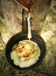 探索世界美食，旅游美食图片素材大全无水印