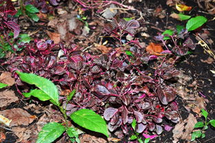 杭州疫情最新动态，了解、预防与应对