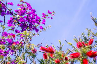 二月花开，探索春天的花卉与园艺指南
