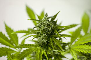 养成类游戏，虚拟世界的种植与收获