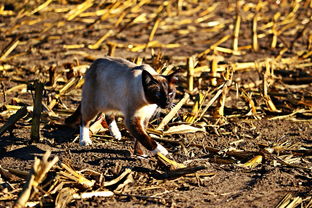 帝国时代2，征服者—历史与策略的完美融合