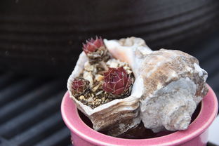 西安美食探秘，古都风味，一城一味