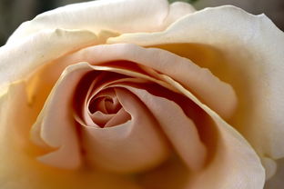 餐桌上的诗意，朋友圈晒美食心情说说句子精选