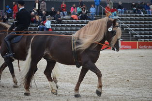探索我的世界，如何驯服和驾驭马匹
