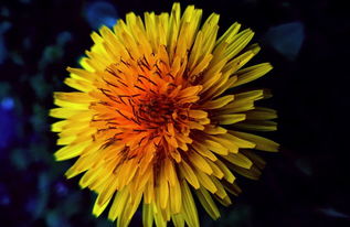 新闻头条手机版App下载安装指南，随时随地掌握全球动态