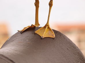 百鸟朝凤枪，传统武术中的技艺与文化传承