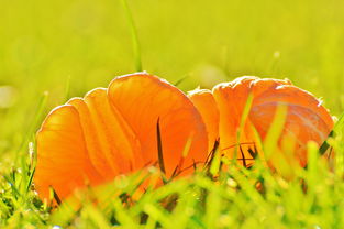 探索长生果，揭开长寿与健康的秘密