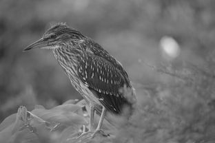 飞翔的小鸟，探索自由与生命力的象征
