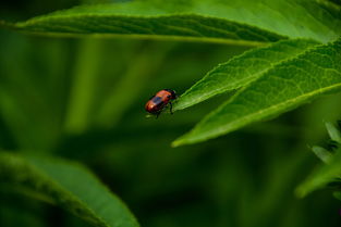 茭白的秘密花园,解锁营养丰富、美味多变的绿色蔬菜世界 茭白的秘密花园,解锁营养丰富、美味多变的绿色蔬菜世界